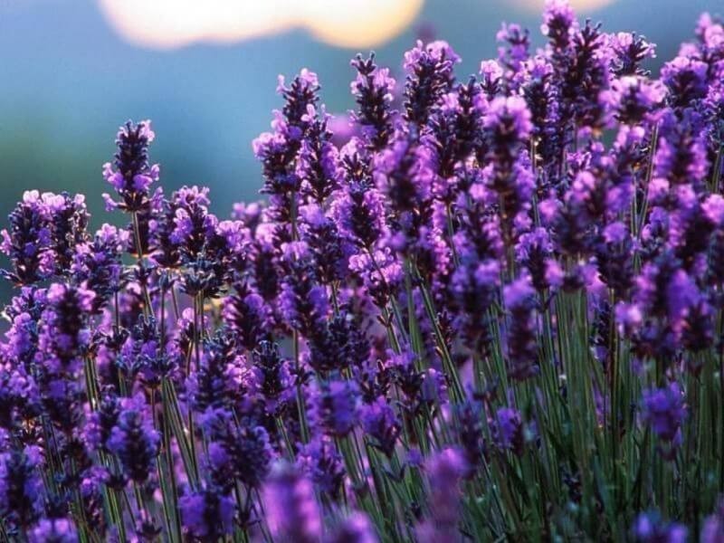 Phong thủy hoa oải hương: Không chỉ có mùi hương, hoa hỗ trợ cho bạn có cuộc sống hạnh phúc